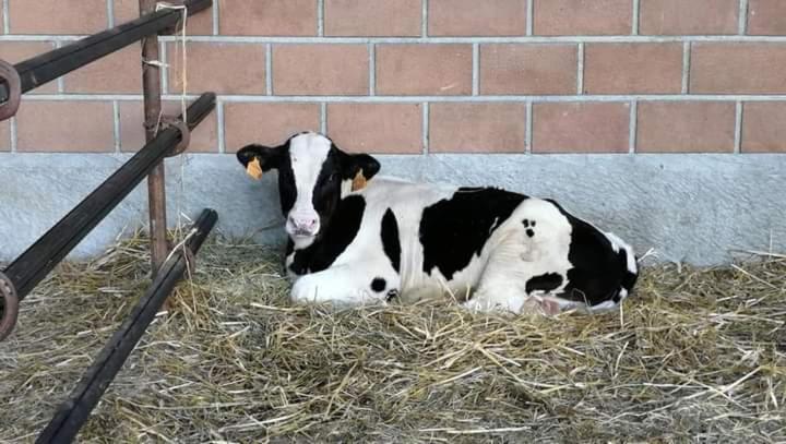 Azienda Agrituristica Scotti Somma Lombardo Bagian luar foto