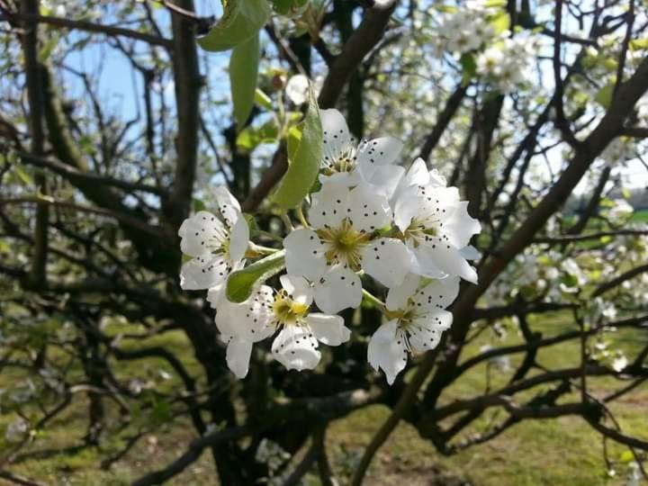 Azienda Agrituristica Scotti Somma Lombardo Bagian luar foto